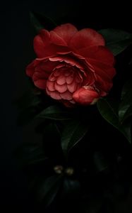 Preview wallpaper camellia, flower, pink, plant, bloom