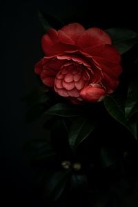 Preview wallpaper camellia, flower, pink, plant, bloom