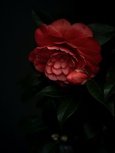 Preview wallpaper camellia, flower, pink, plant, bloom