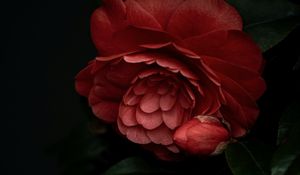 Preview wallpaper camellia, flower, pink, plant, bloom