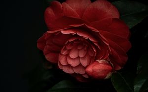 Preview wallpaper camellia, flower, pink, plant, bloom