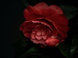 Preview wallpaper camellia, flower, pink, plant, bloom