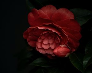 Preview wallpaper camellia, flower, pink, plant, bloom