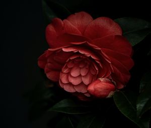 Preview wallpaper camellia, flower, pink, plant, bloom