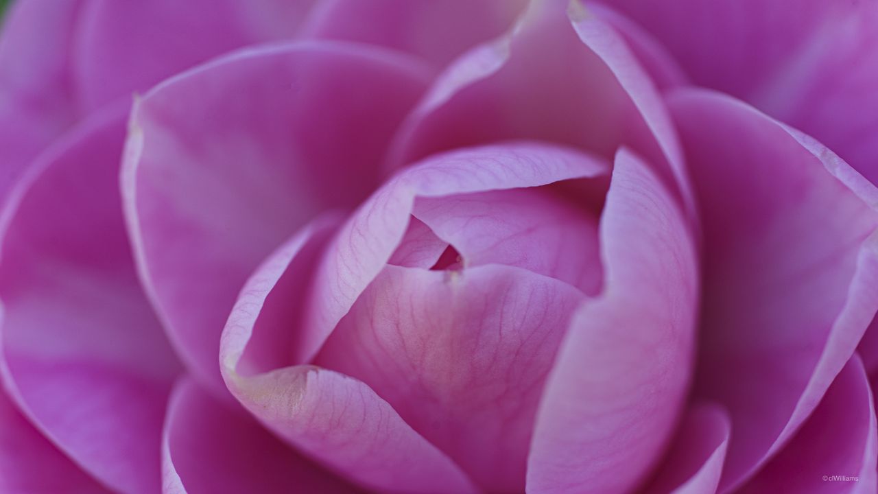 Wallpaper camellia, flower, pink, petals, macro