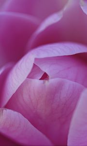 Preview wallpaper camellia, flower, pink, petals, macro