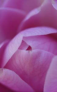 Preview wallpaper camellia, flower, pink, petals, macro