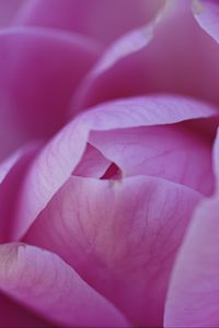 Preview wallpaper camellia, flower, pink, petals, macro