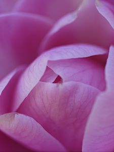 Preview wallpaper camellia, flower, pink, petals, macro