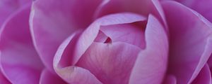 Preview wallpaper camellia, flower, pink, petals, macro