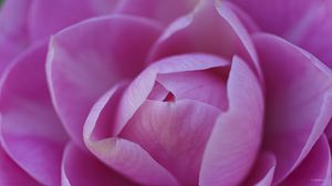 Preview wallpaper camellia, flower, pink, petals, macro