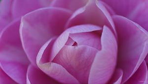 Preview wallpaper camellia, flower, pink, petals, macro