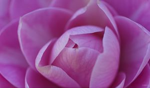 Preview wallpaper camellia, flower, pink, petals, macro