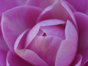 Preview wallpaper camellia, flower, pink, petals, macro