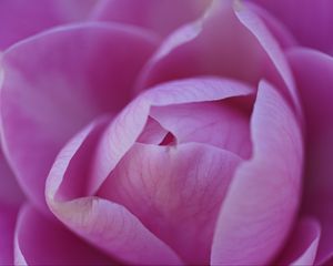 Preview wallpaper camellia, flower, pink, petals, macro