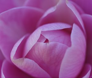 Preview wallpaper camellia, flower, pink, petals, macro