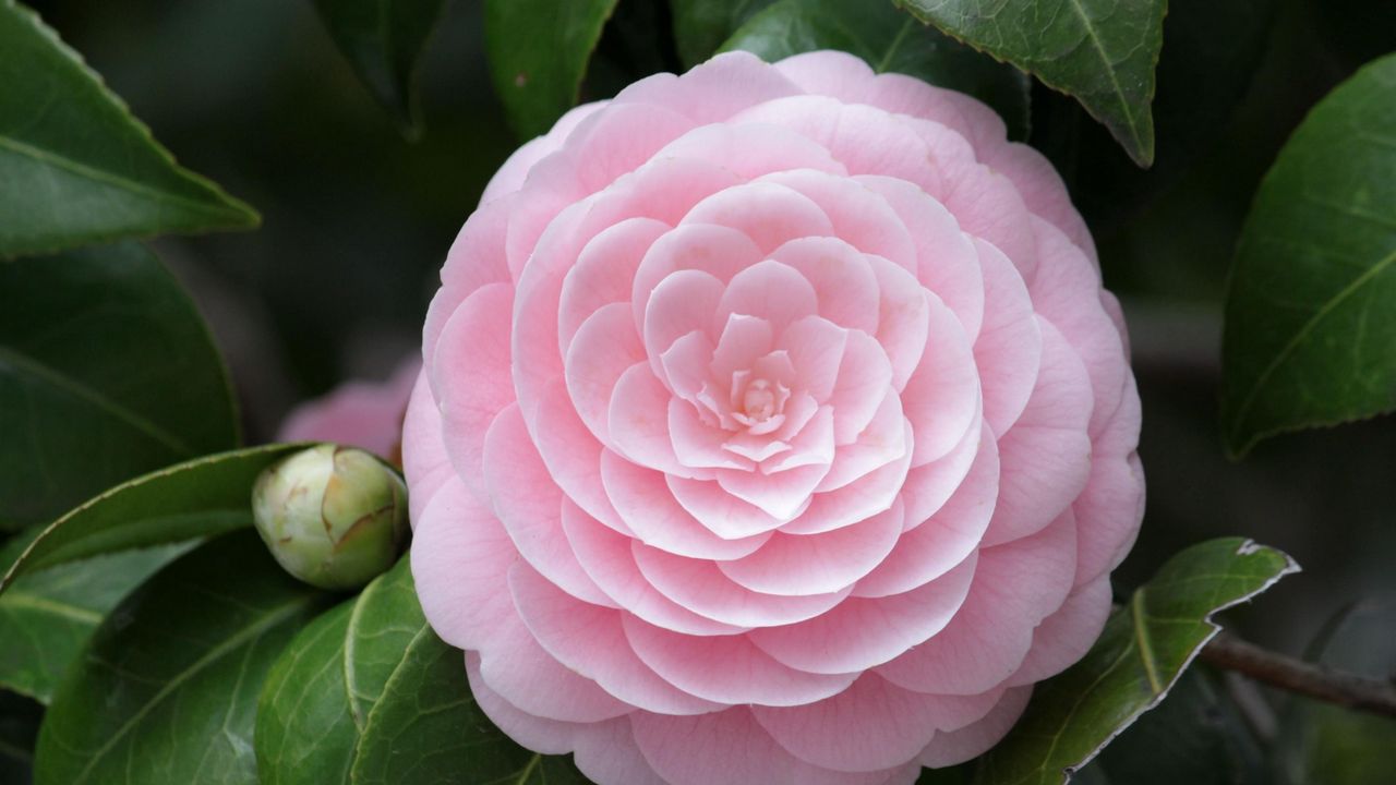 Wallpaper camellia, flower, soft, close-up, bud