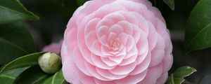 Preview wallpaper camellia, flower, soft, close-up, bud