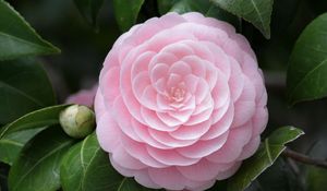 Preview wallpaper camellia, flower, soft, close-up, bud