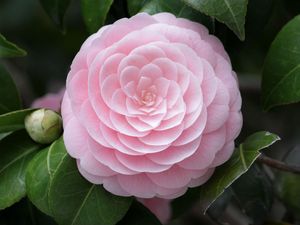 Preview wallpaper camellia, flower, soft, close-up, bud