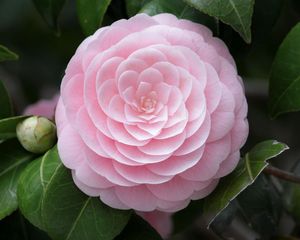 Preview wallpaper camellia, flower, soft, close-up, bud