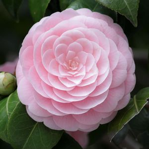 Preview wallpaper camellia, flower, soft, close-up, bud