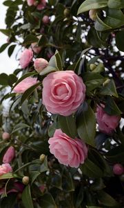 Preview wallpaper camellia, flowering, shrubs, branches, leaves