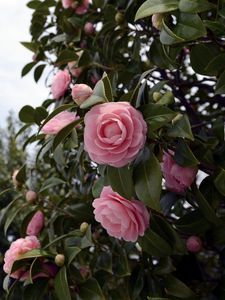 Preview wallpaper camellia, flowering, shrubs, branches, leaves