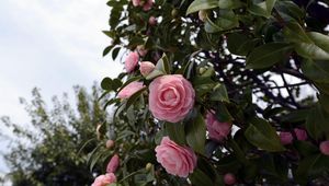 Preview wallpaper camellia, flowering, shrubs, branches, leaves