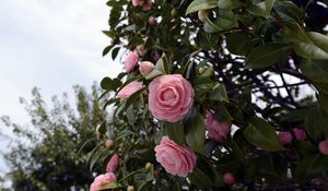 Preview wallpaper camellia, flowering, shrubs, branches, leaves