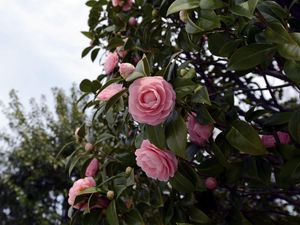 Preview wallpaper camellia, flowering, shrubs, branches, leaves