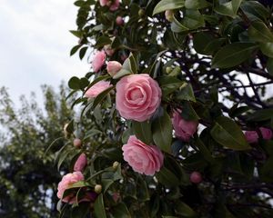 Preview wallpaper camellia, flowering, shrubs, branches, leaves