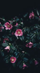 Preview wallpaper camellia, flowers, bush, pink