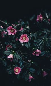 Preview wallpaper camellia, flowers, bush, pink