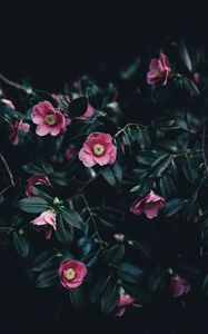 Preview wallpaper camellia, flowers, bush, pink