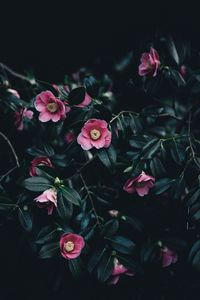 Preview wallpaper camellia, flowers, bush, pink