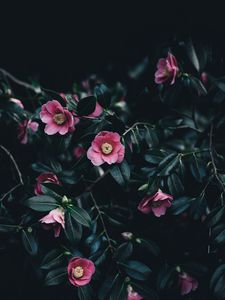 Preview wallpaper camellia, flowers, bush, pink