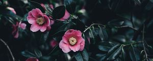 Preview wallpaper camellia, flowers, bush, pink