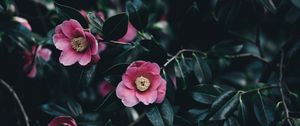 Preview wallpaper camellia, flowers, bush, pink