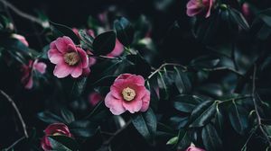 Preview wallpaper camellia, flowers, bush, pink