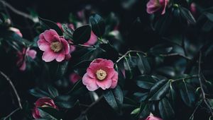 Preview wallpaper camellia, flowers, bush, pink