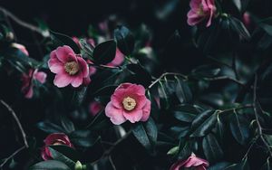 Preview wallpaper camellia, flowers, bush, pink