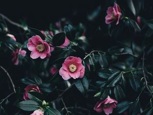 Preview wallpaper camellia, flowers, bush, pink