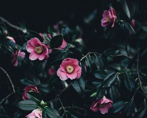 Preview wallpaper camellia, flowers, bush, pink