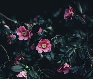 Preview wallpaper camellia, flowers, bush, pink