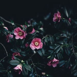 Preview wallpaper camellia, flowers, bush, pink