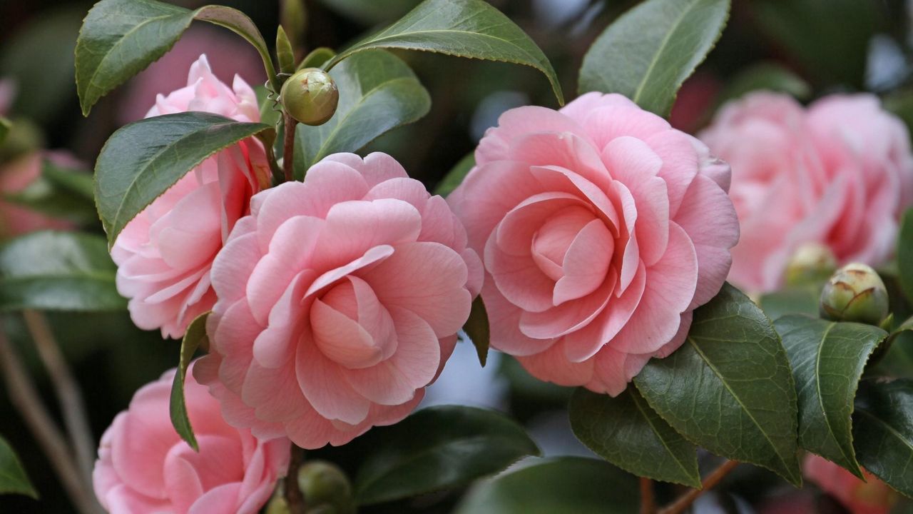 Wallpaper camellia, flowers, garden, buds, stems, leaves, close-up