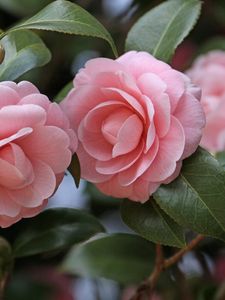 Preview wallpaper camellia, flowers, garden, buds, stems, leaves, close-up