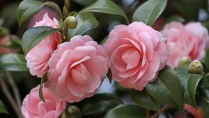 Preview wallpaper camellia, flowers, garden, buds, stems, leaves, close-up