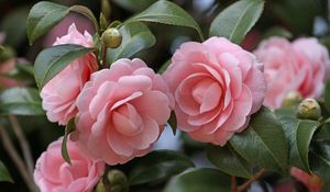 Preview wallpaper camellia, flowers, garden, buds, stems, leaves, close-up